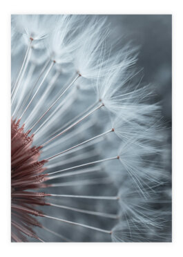 Plakat med nærbillede af mælkebøtte