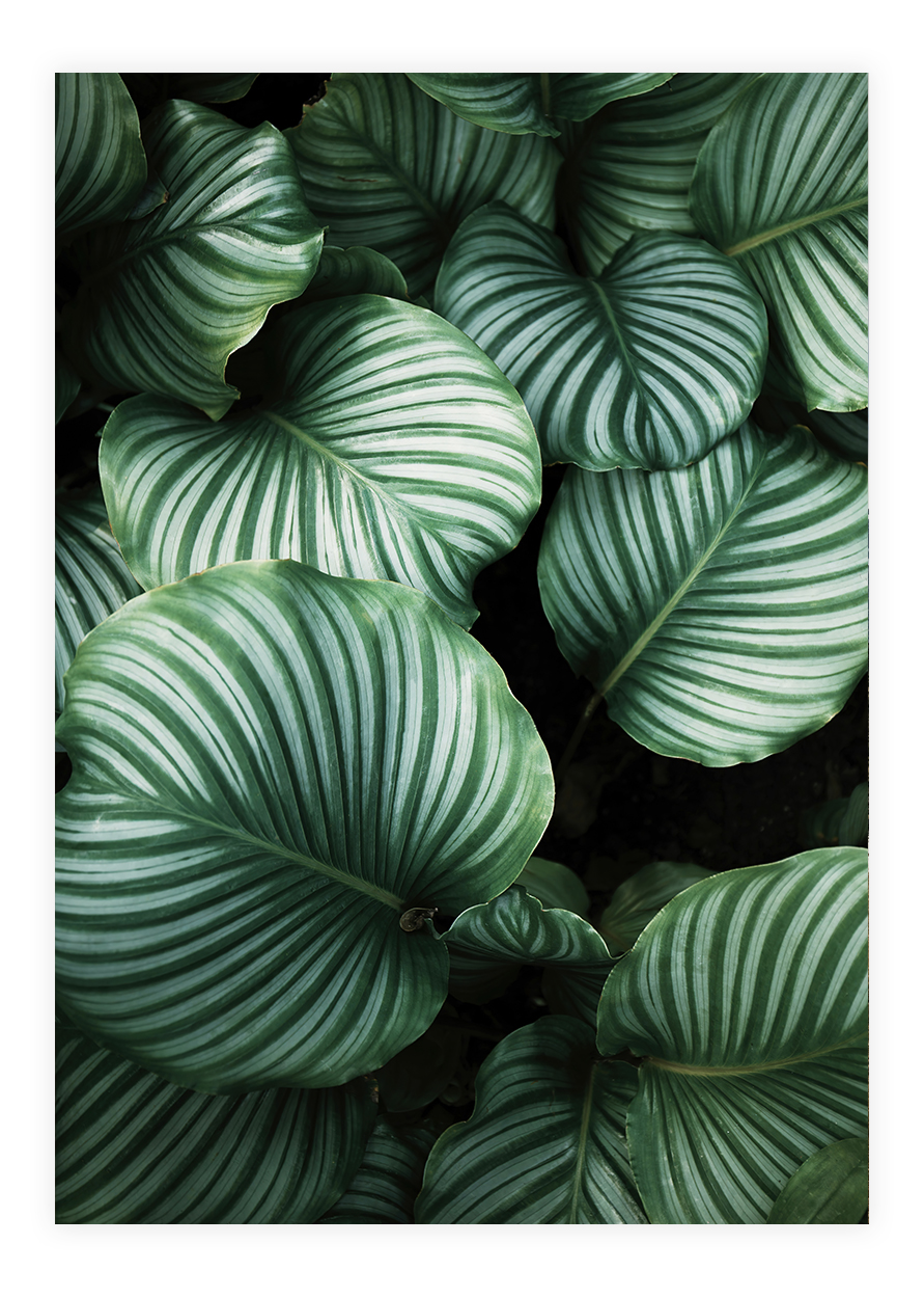 Plakat med Calathea Orbifolia Plakat med Calathea Orbifolia